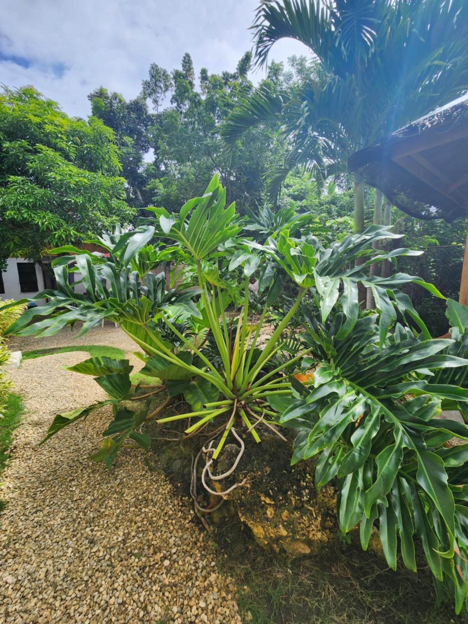 Mannah Garden Staycation Place Panglao Island Exterior photo